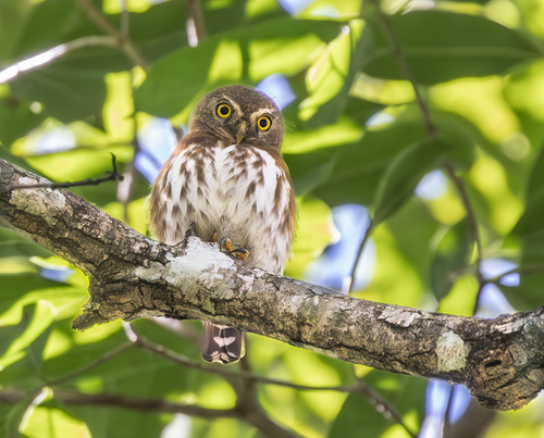 Least Pygmy-Owl