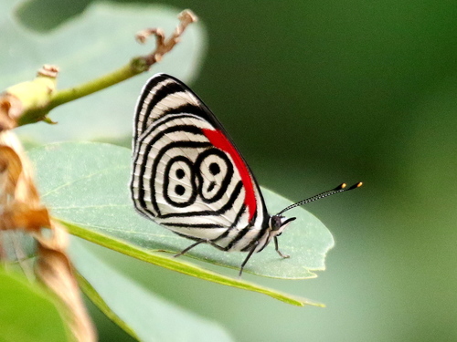 Widespread Eighty-eight