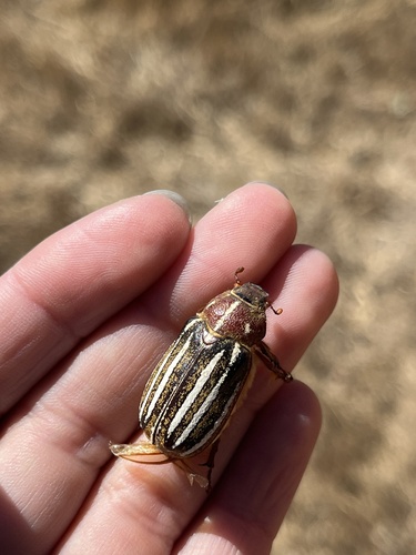 iNaturalist observation photo of Lined June Beetles