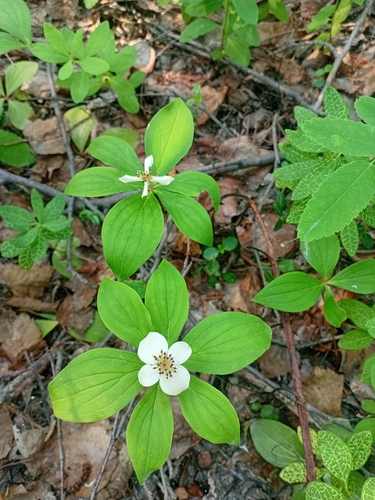 Canadian bunchberry