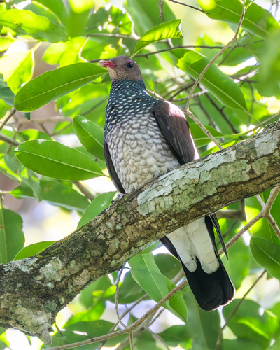 Scaled Pigeon
