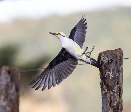White Woodpecker