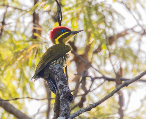 Dot-throated Woodpecker