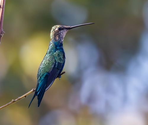 Blue-tufted Starthroat