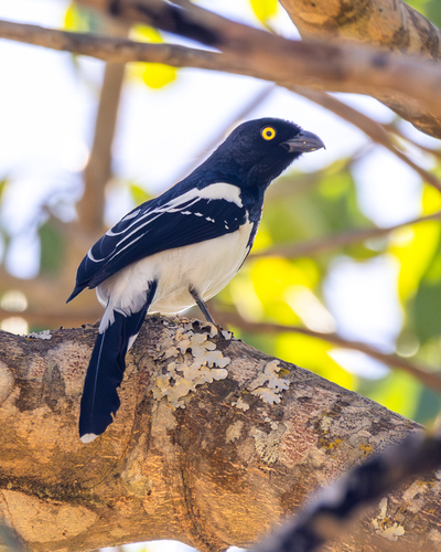 Magpie Tanager