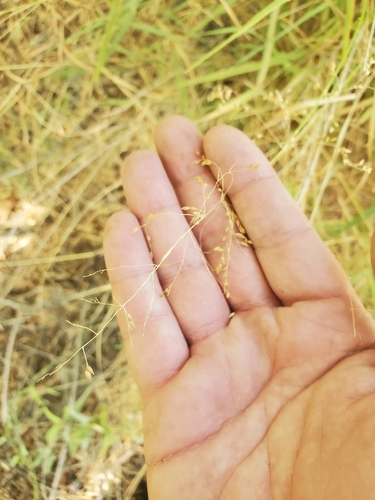blue panic grass