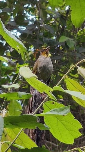 Stripe-throated Bulbul