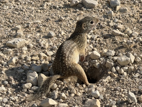 Rio Grande Ground Squirrel observed by toby