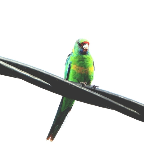 Australian Ringneck