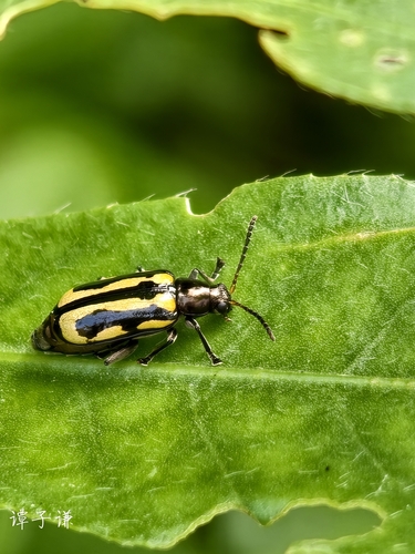 Alligatorweed Flea Beetle