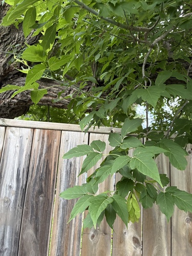 box elder