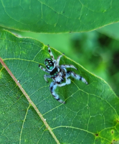 Golden Jumping Spider