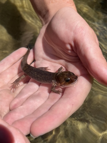 iNaturalist observation photo of Pacific Giant Salamander