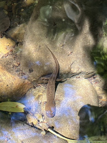 iNaturalist observation photo of Pacific Giant Salamander