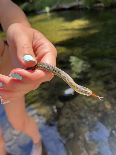 iNaturalist observation photo of Aquatic Garter Snake