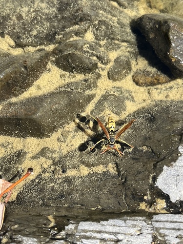 iNaturalist observation photo of Umbrella Paper Wasps