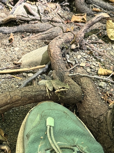 iNaturalist observation photo of Pacific chorus frog