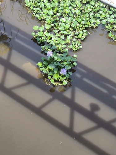 common water hyacinth