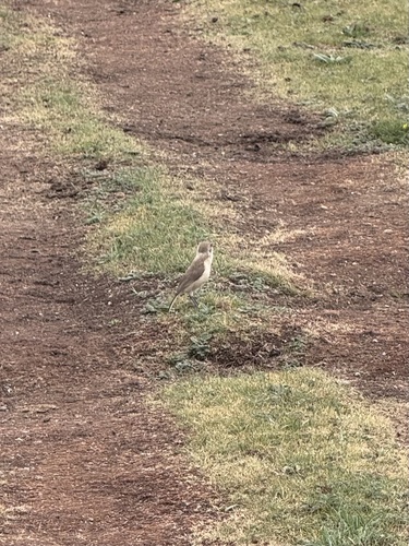 Ground Tit