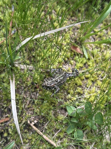 iNaturalist observation photo of Yosemite Toad