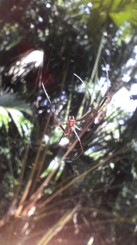 Golden Silk Spider