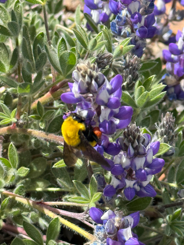 iNaturalist observation photo of Morrison's Bumble Bee