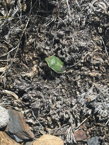 iNaturalist observation photo of Chlorochroa