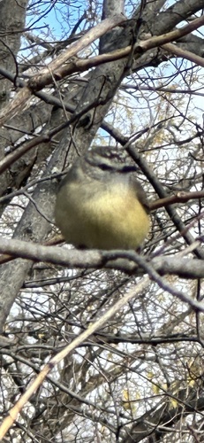 Yellow-rumped Thornbill