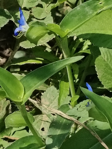 Asiatic dayflower