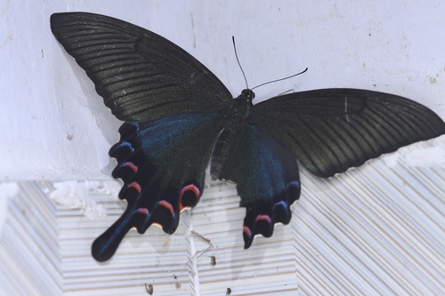 Alpine Black Swallowtail