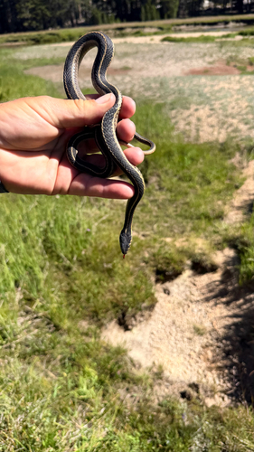 iNaturalist observation photo of Western Terrestrial Garter Snake