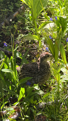 iNaturalist observation photo of Sooty Grouse
