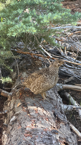 iNaturalist observation photo of Sooty Grouse