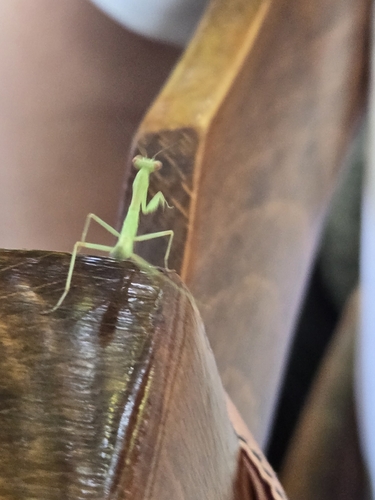 Transcaucasian Giant Mantis