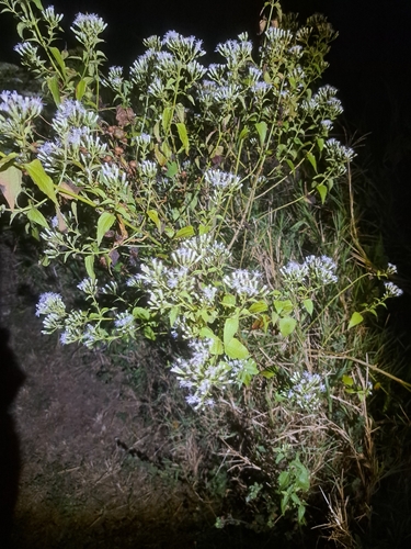 Siam weed
