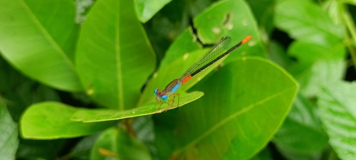 Orange-tailed Marsh Dart