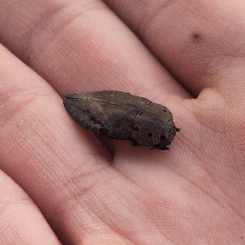 Capnodis tenebricosa