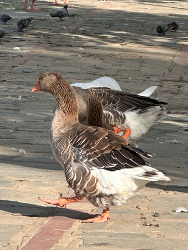 Greylag Goose