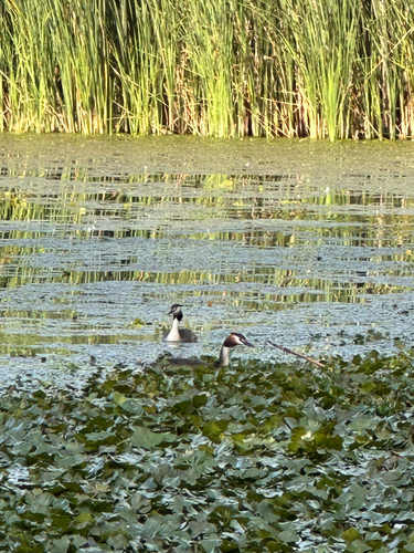 Great Crested Grebe