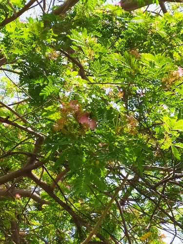 Monkey pod tree (Samanea saman)