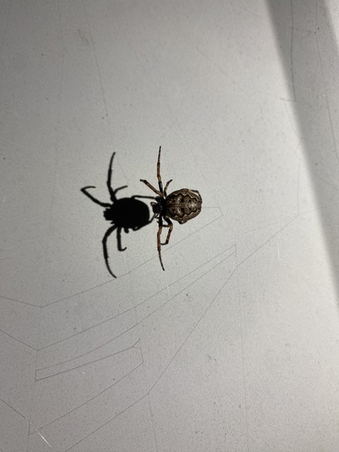 Walnut Orbweaver