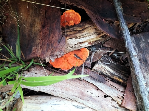 Southern Cinnabar Polypore