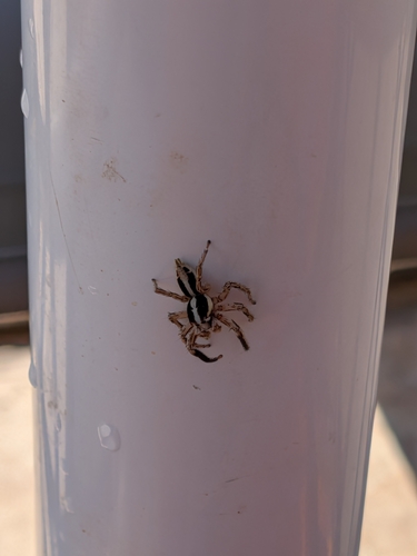 Pantropical Jumping Spider