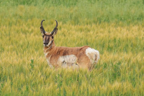 Pronghorn