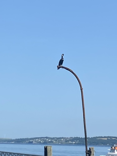Great Cormorant
