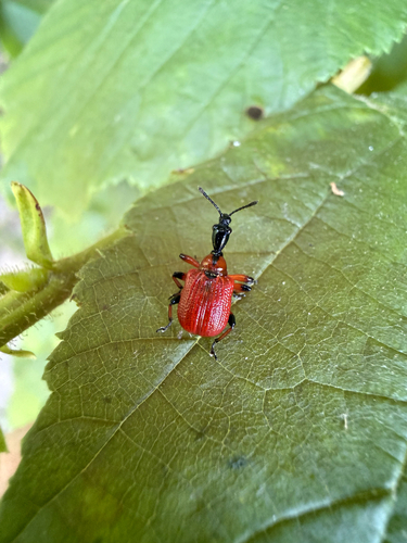 Hazel leaf-roller weevil