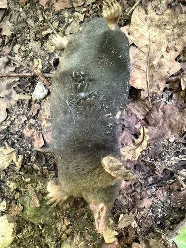 European Mole