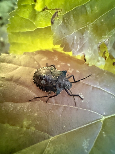 Forest Bug