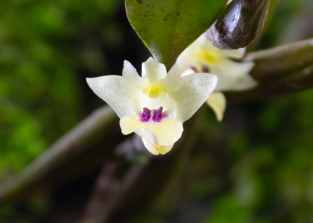 Dendrobium ritaeanum (Dendrobium ritaeanum)