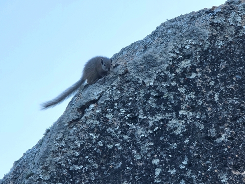 Smith's Bush Squirrel